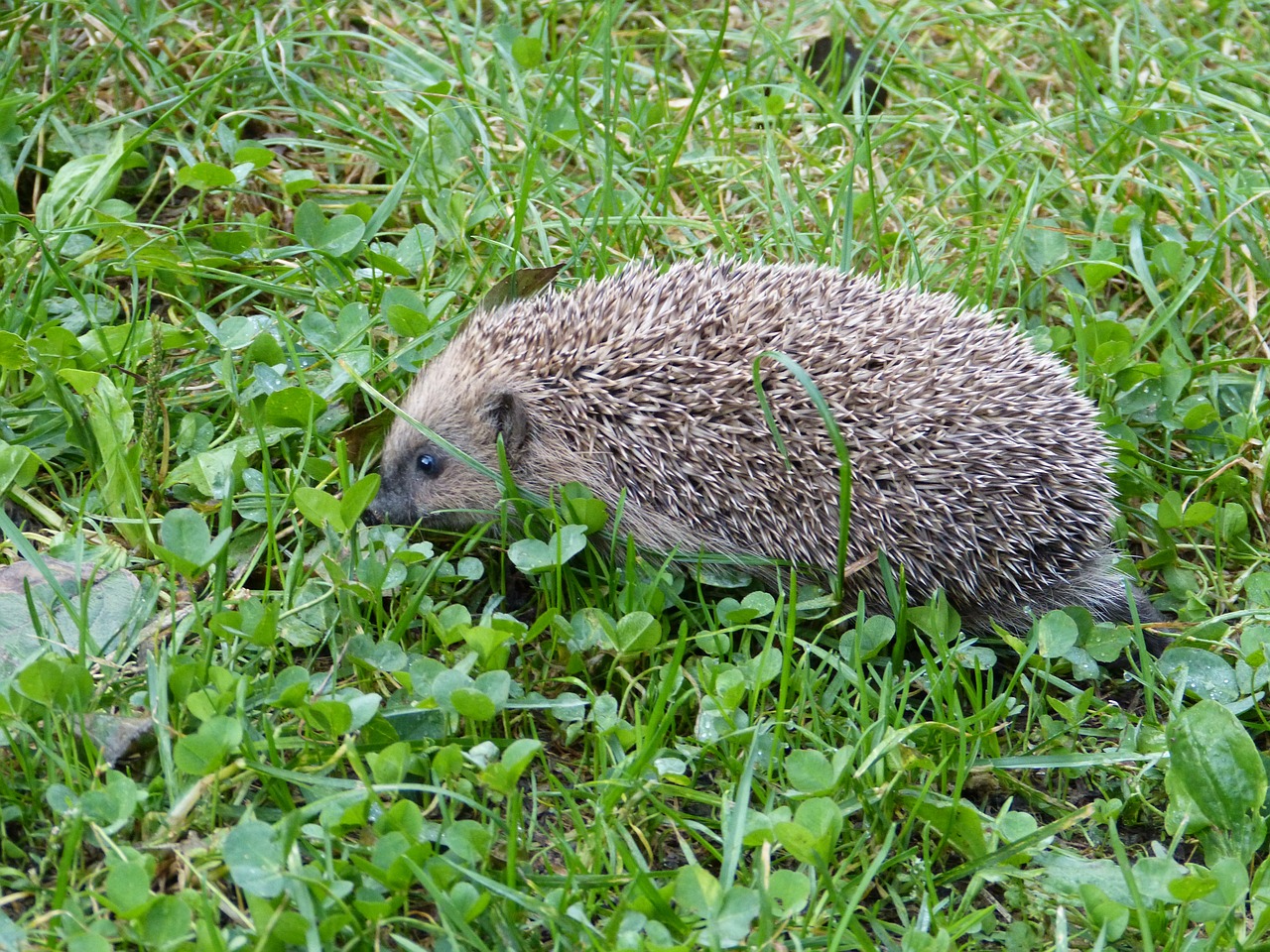 hedgehog erinaceus europaeus spur free photo