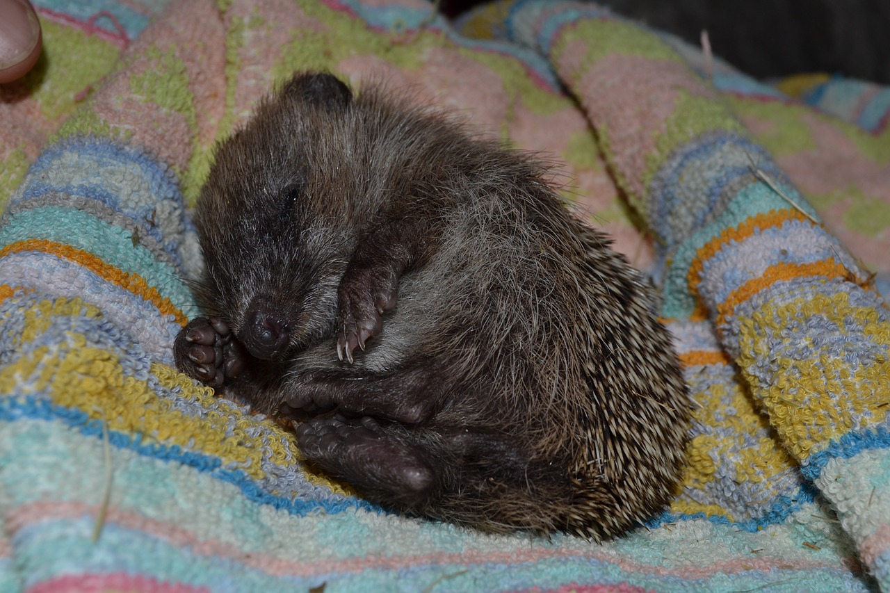 hedgehog small sleepy free photo