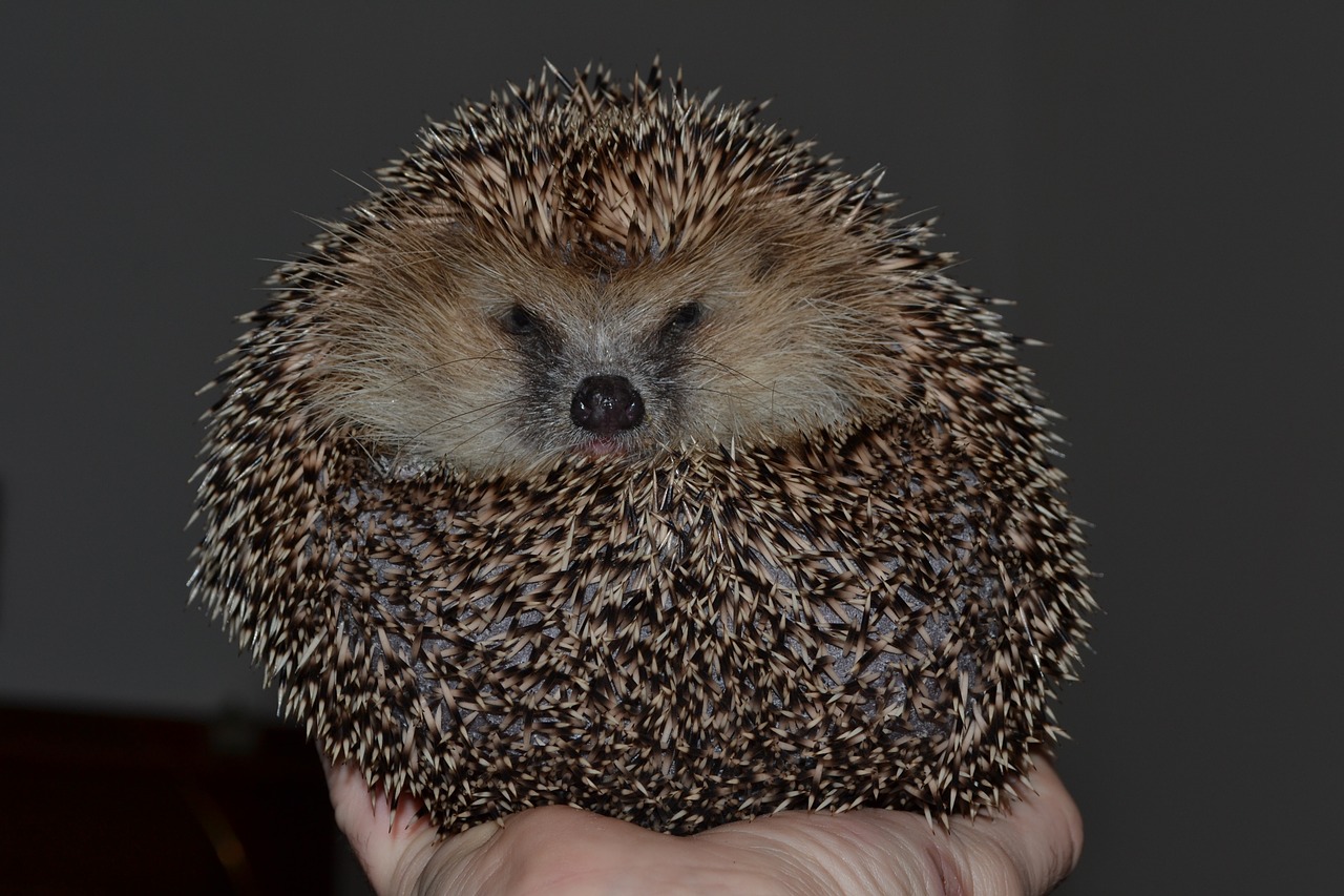 hedgehog sphere collapsed free photo