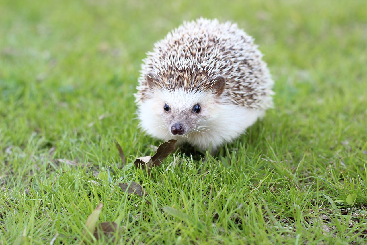 hedgehog cute animal free photo
