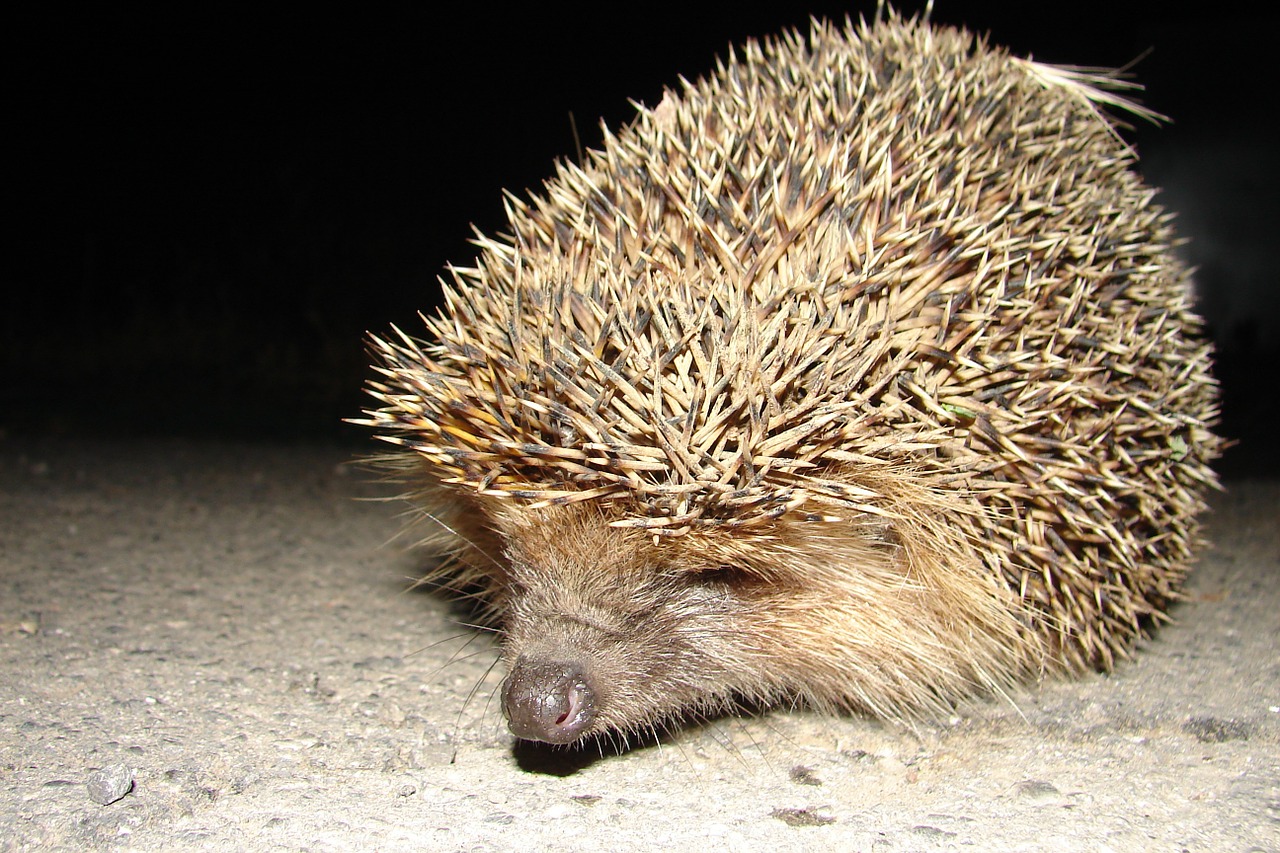 hedgehog night guest summer free photo