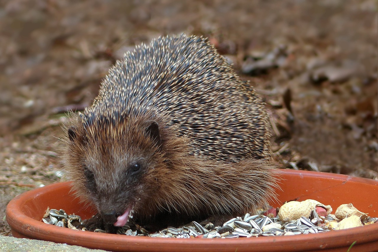 hedgehog food bowl garden free photo