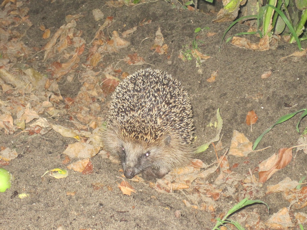 hedgehog spur hibernation free photo