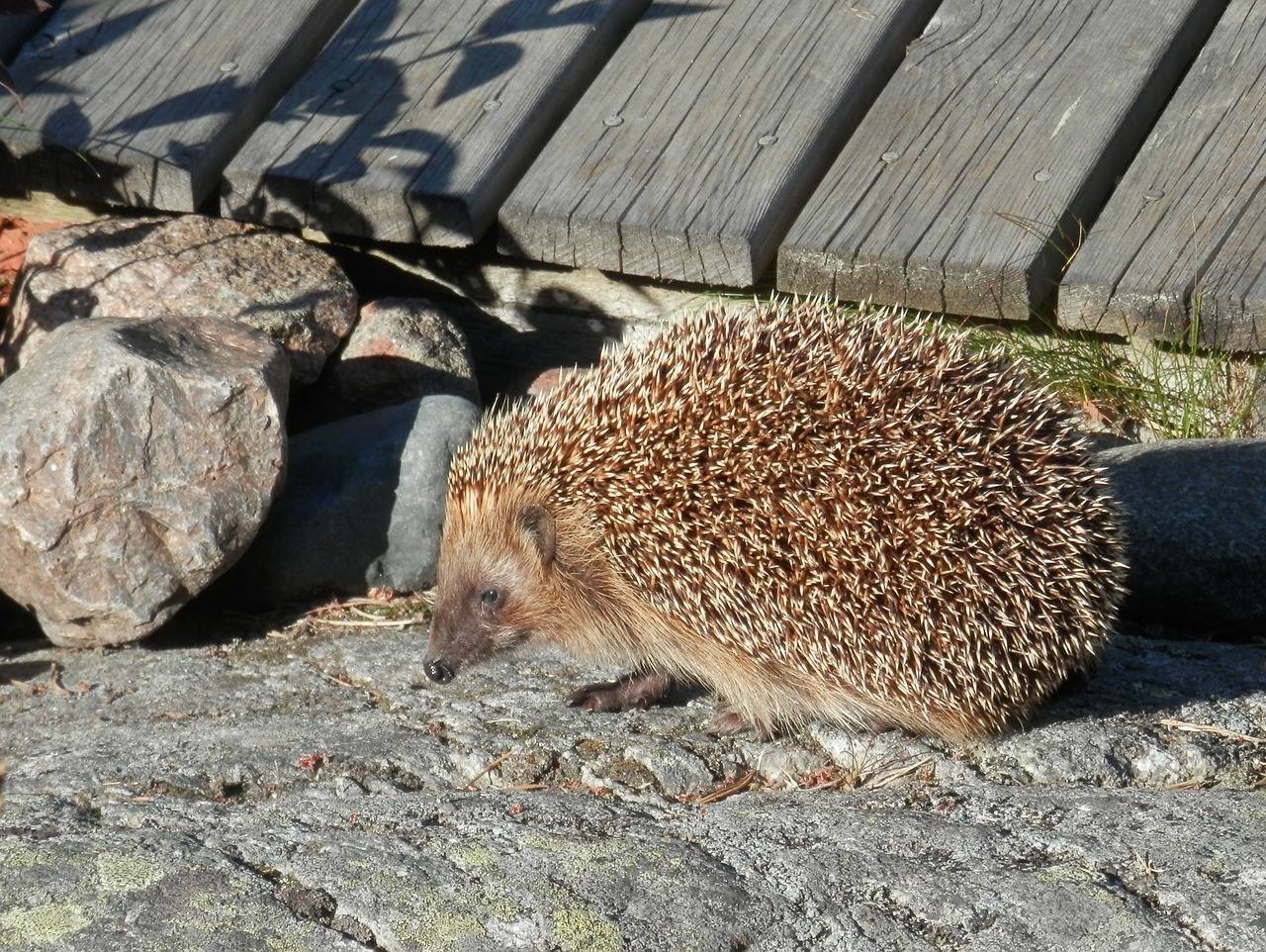 hedgehog summer villa free photo