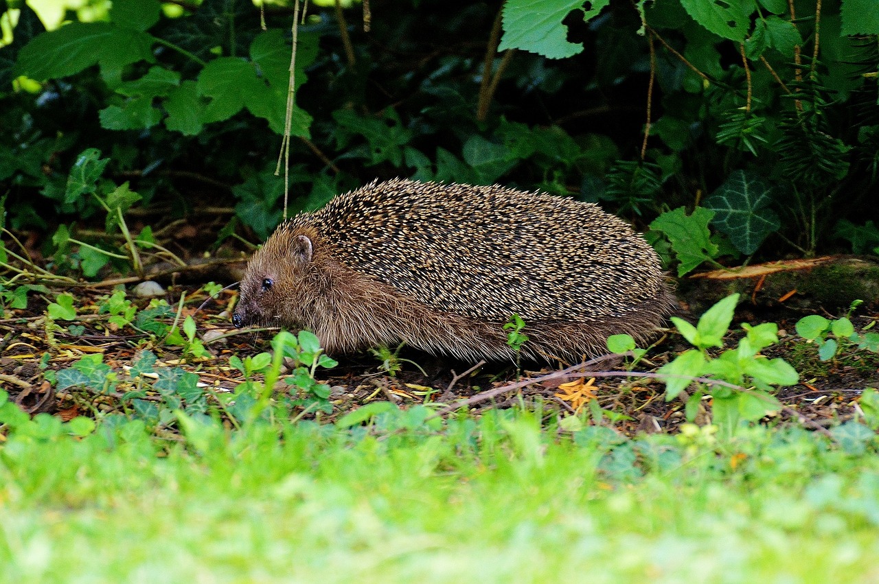 hedgehog garden spur free photo