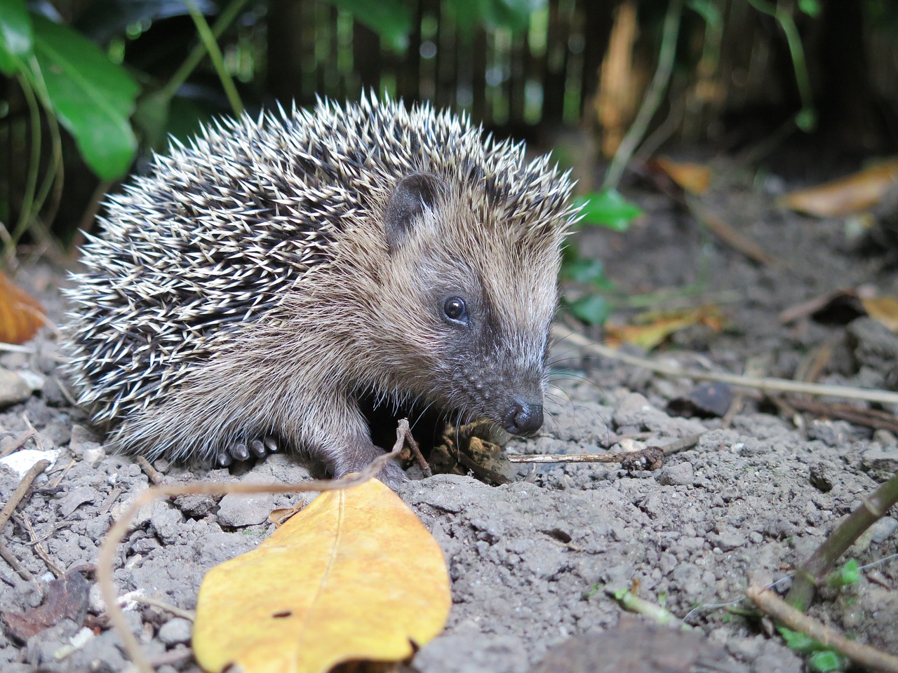 hedgehog animal nature free photo