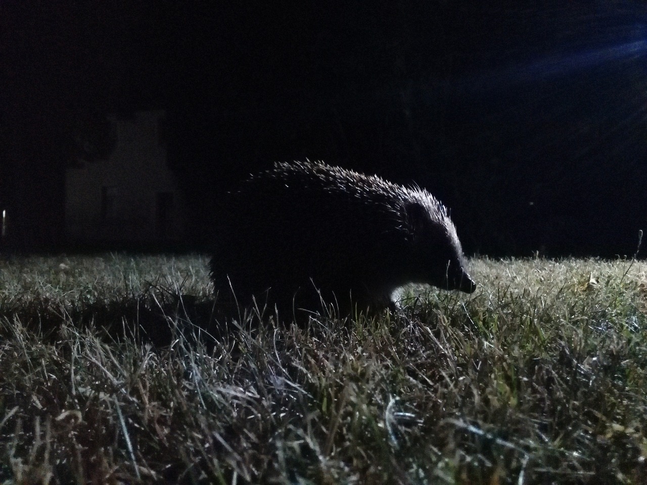 hedgehog nocturnal night free photo