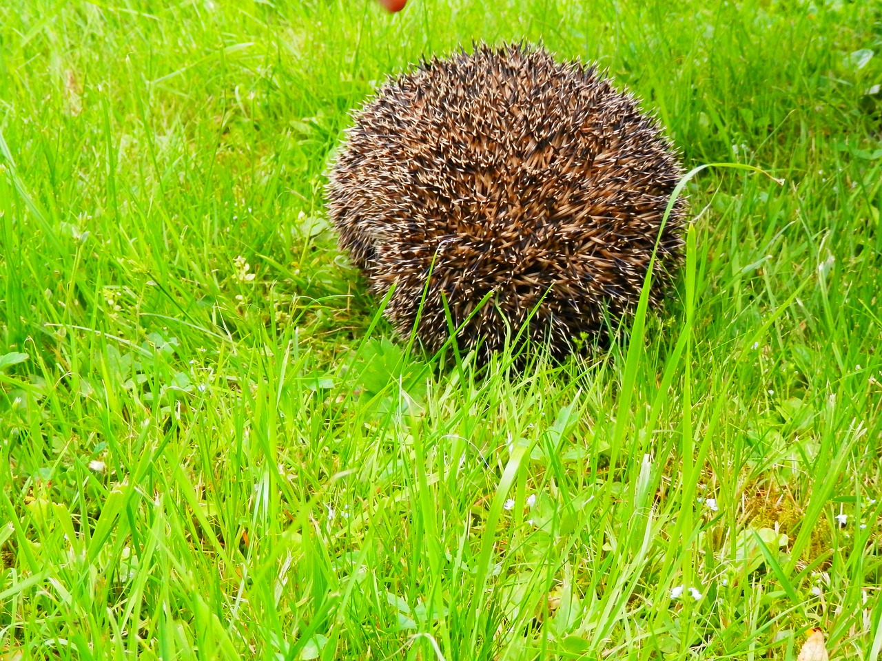 hedgehog urchin nature free photo