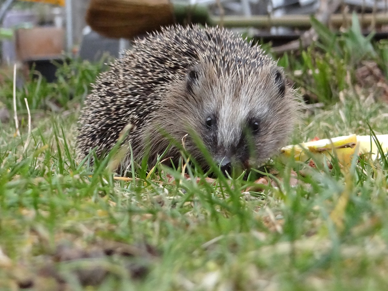 hedgehog garden mecki free photo