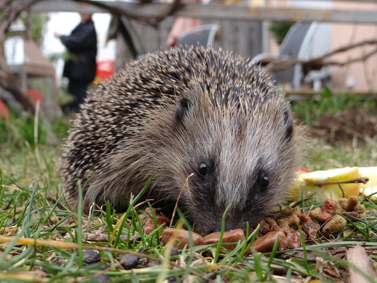 hedgehog garden mecki free photo