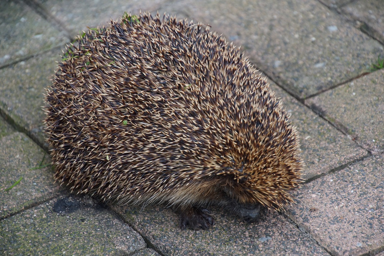 hedgehog hibernation nocturnal free photo