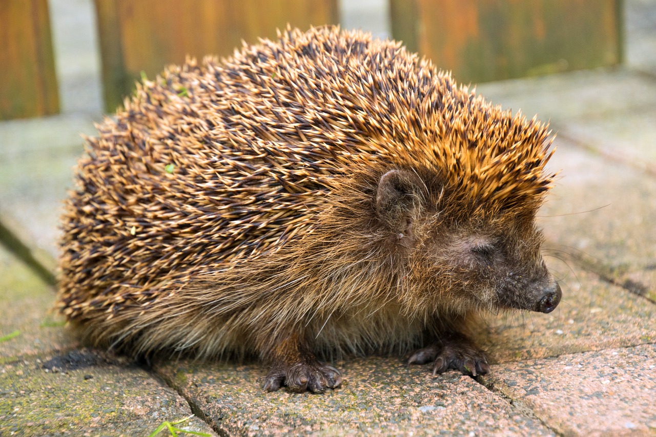 hedgehog hibernation nocturnal free photo