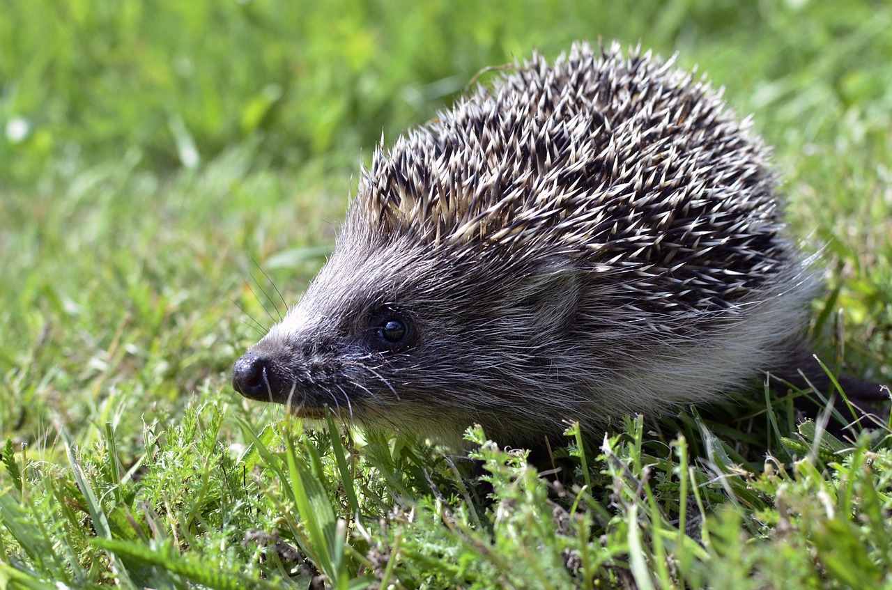 hedgehog nature animal free photo