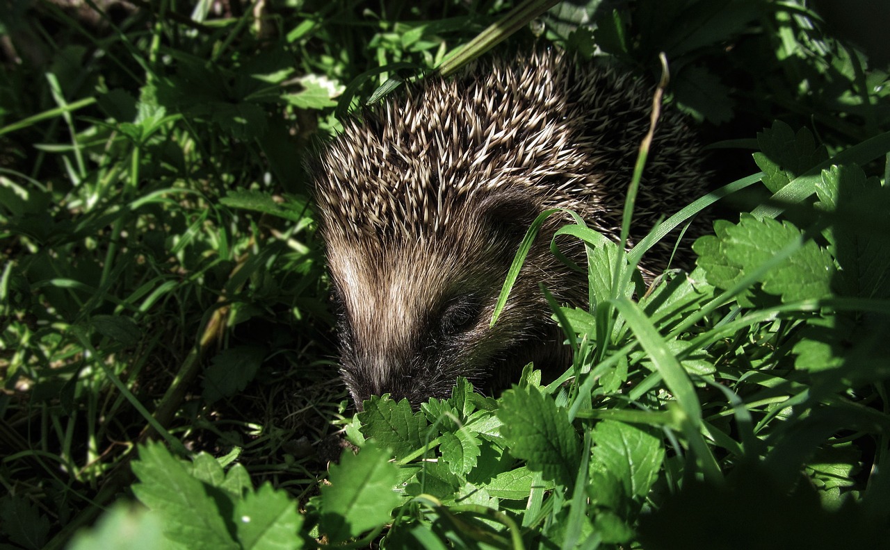 hedgehog sleeping camouflage free photo