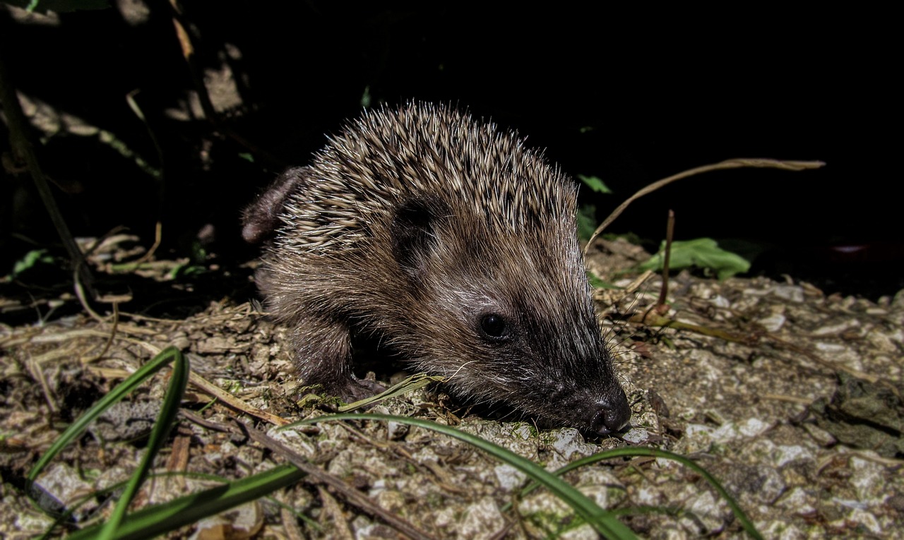 hedgehog hiding garden free photo