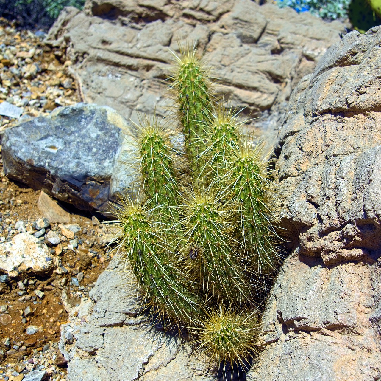 hedgehog cactus  cactus  plant free photo