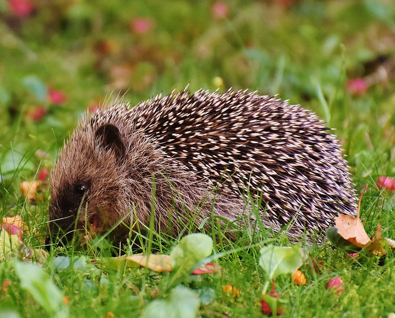 hedgehog child young hedgehog hedgehog free photo