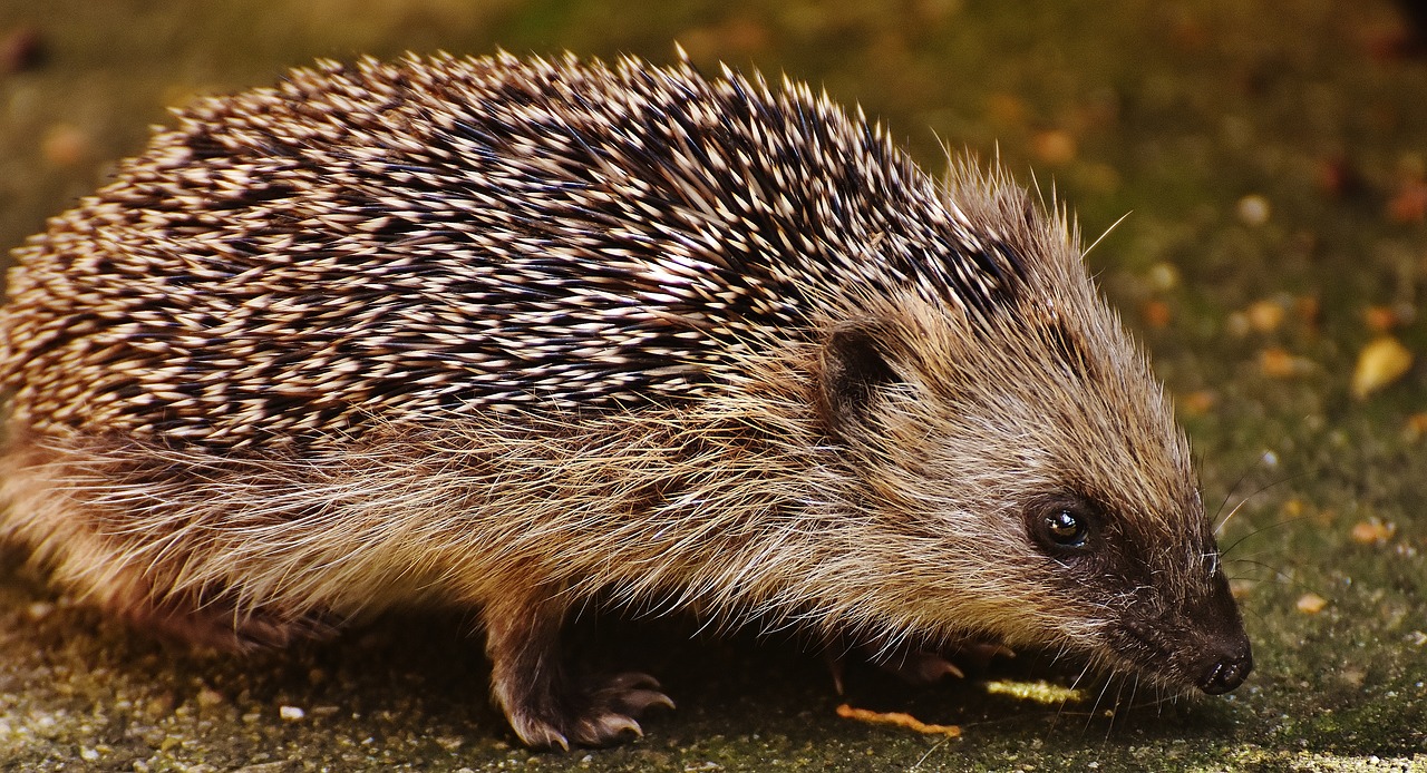 hedgehog child young hedgehog hedgehog free photo