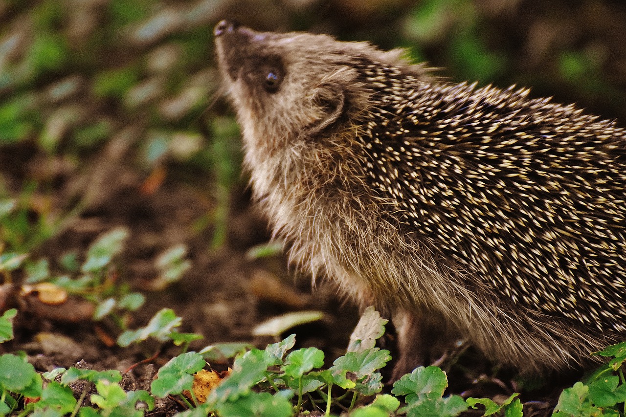 hedgehog child young hedgehog hedgehog free photo