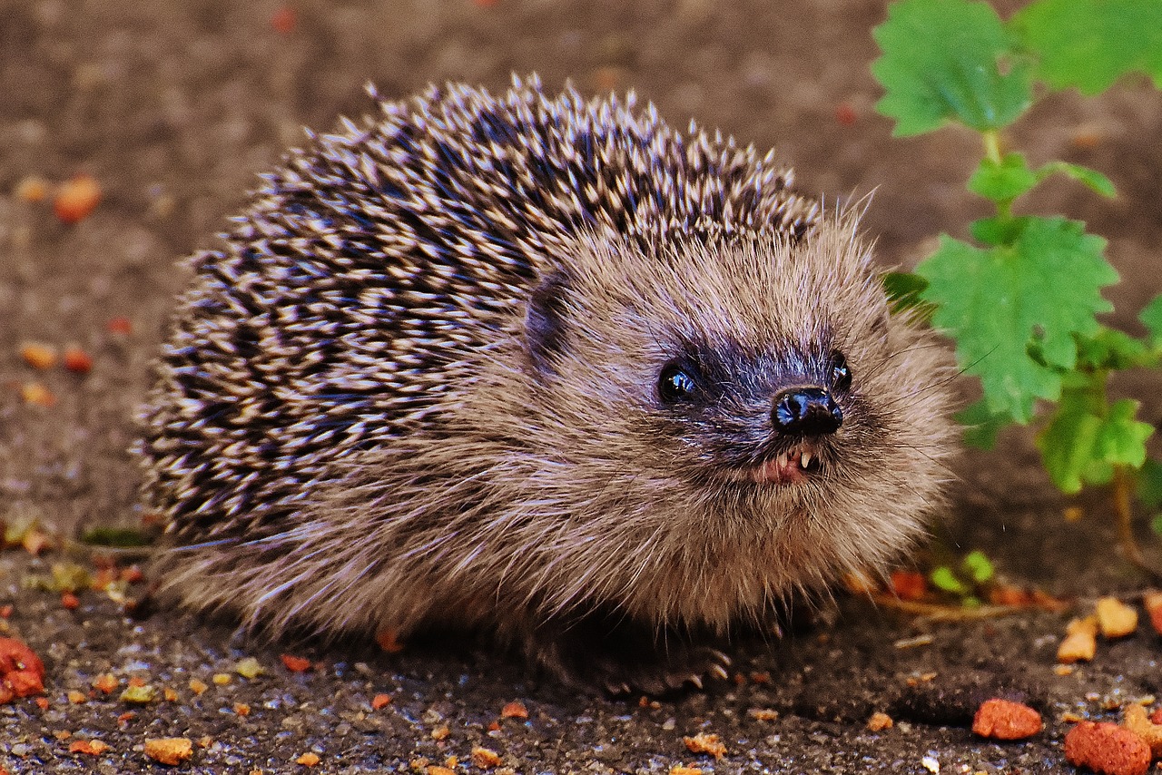 hedgehog child young hedgehog hedgehog free photo