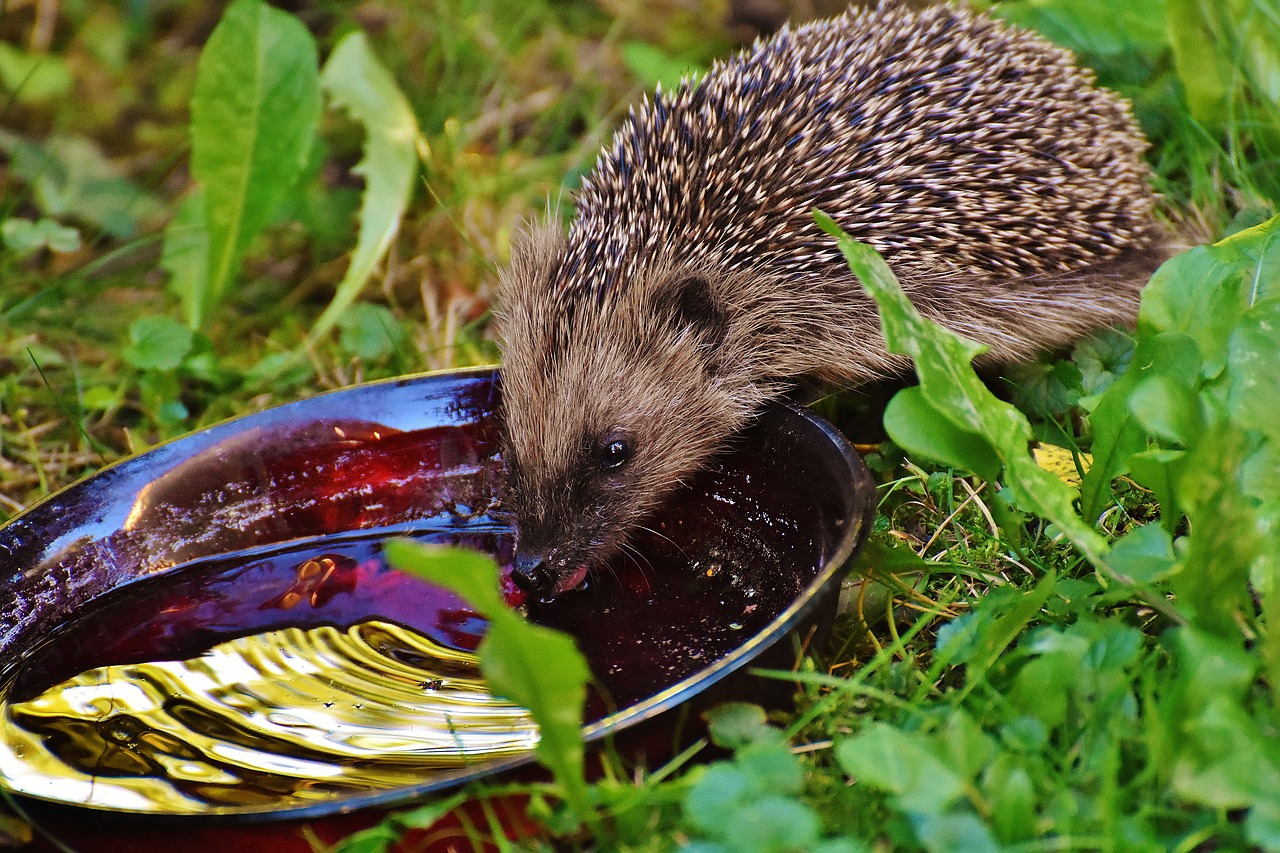 hedgehog child young hedgehog hedgehog free photo