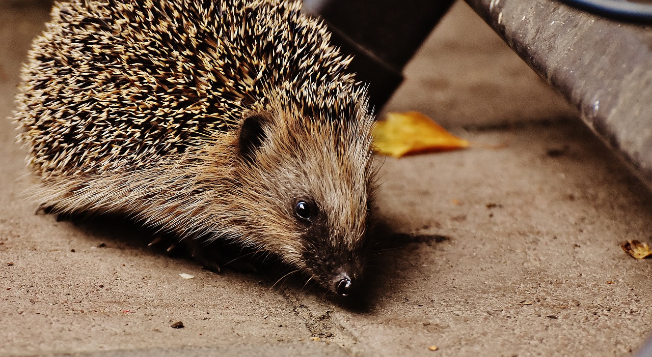 hedgehog child young hedgehog hedgehog free photo