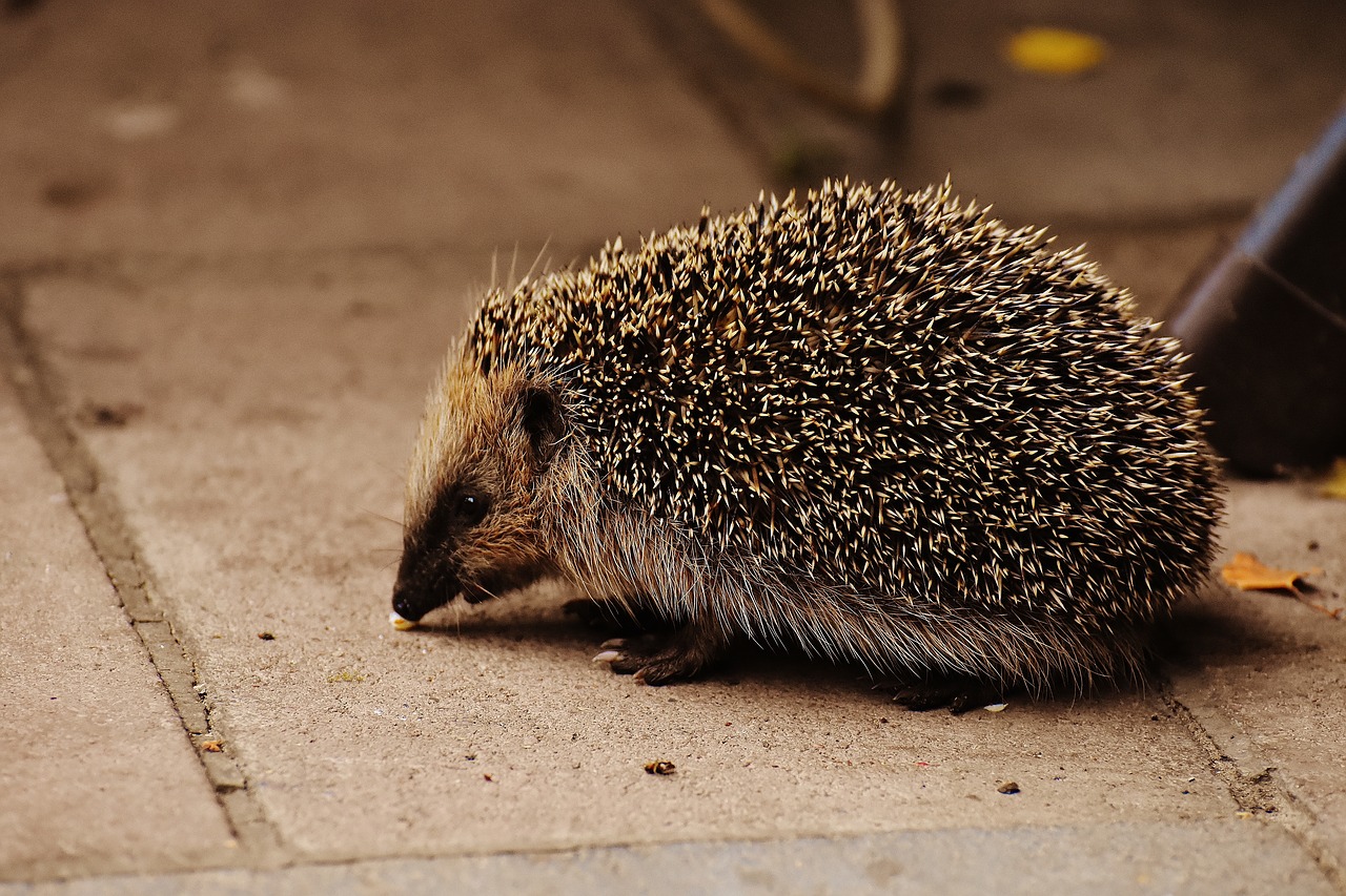 hedgehog child young hedgehog hedgehog free photo