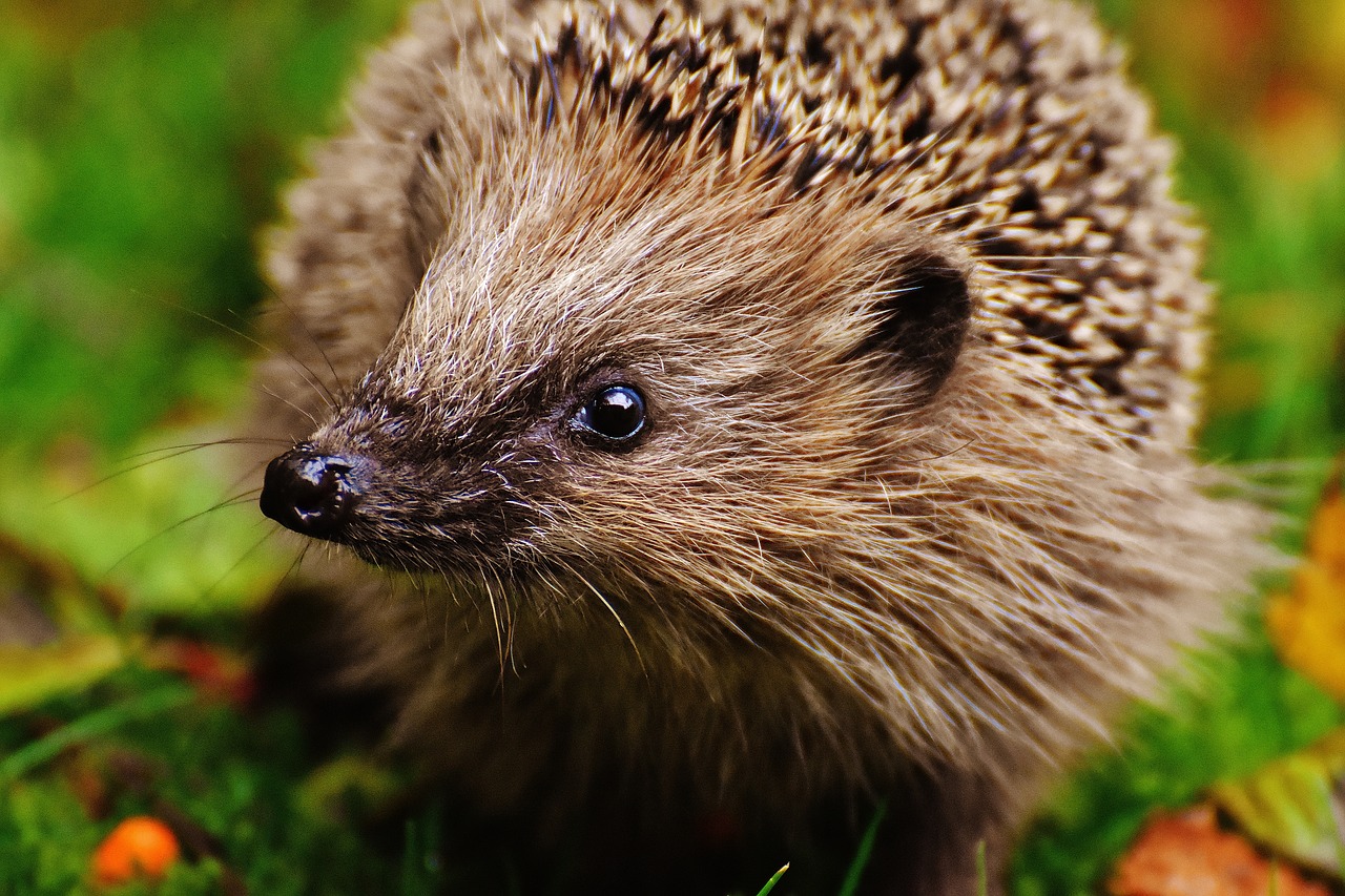 hedgehog child young hedgehog hedgehog free photo