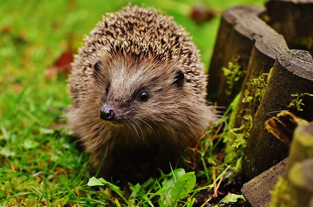 hedgehog child young hedgehog hedgehog free photo