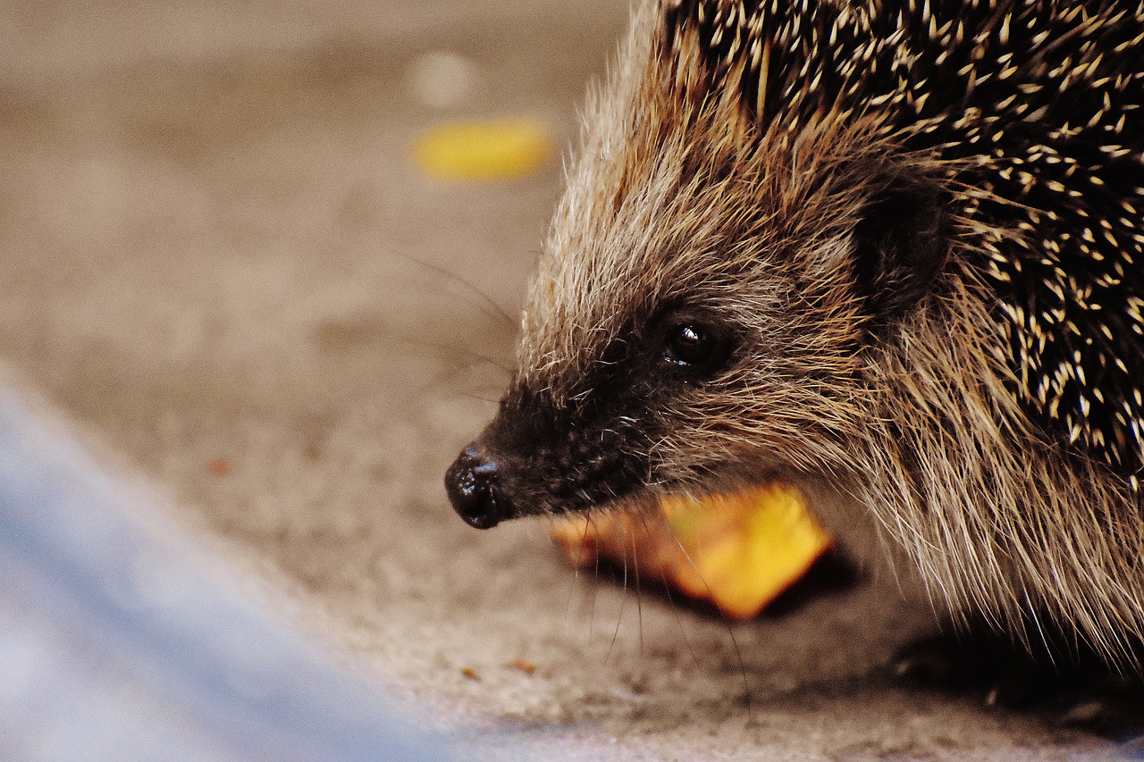 hedgehog child young hedgehog hedgehog free photo