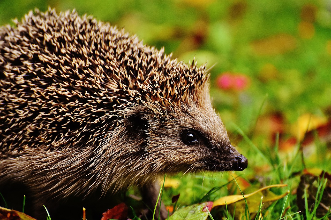 hedgehog child young hedgehog hedgehog free photo