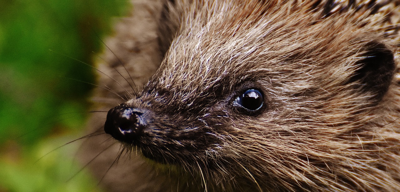 hedgehog child young hedgehog hedgehog free photo