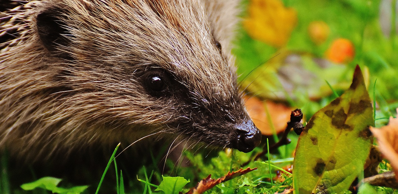 hedgehog child young hedgehog hedgehog free photo