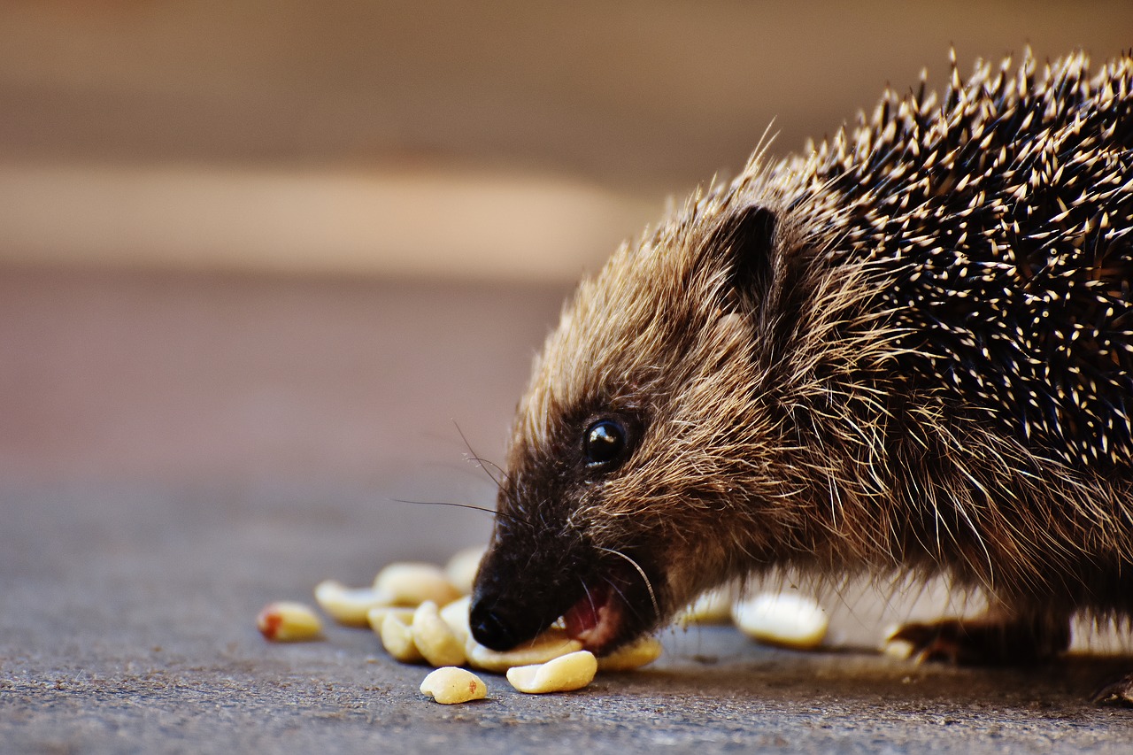 hedgehog child young hedgehog hedgehog free photo