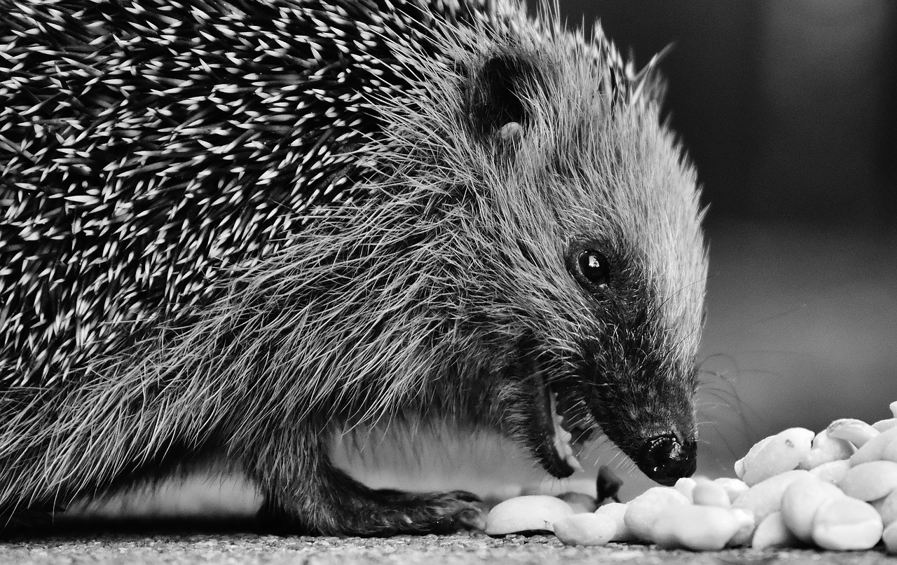 hedgehog child young hedgehog hedgehog free photo