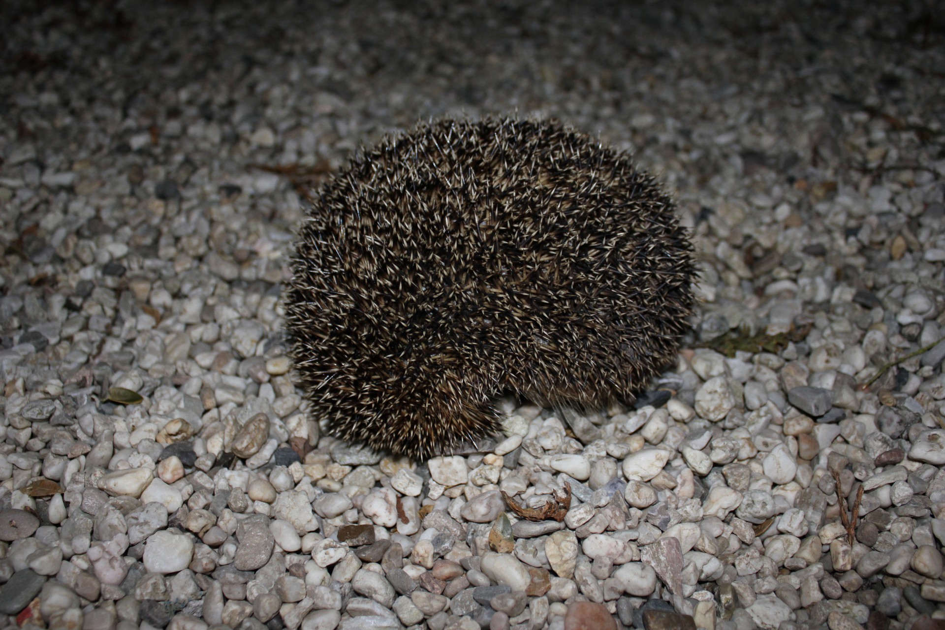 hedgehog curled up free photo