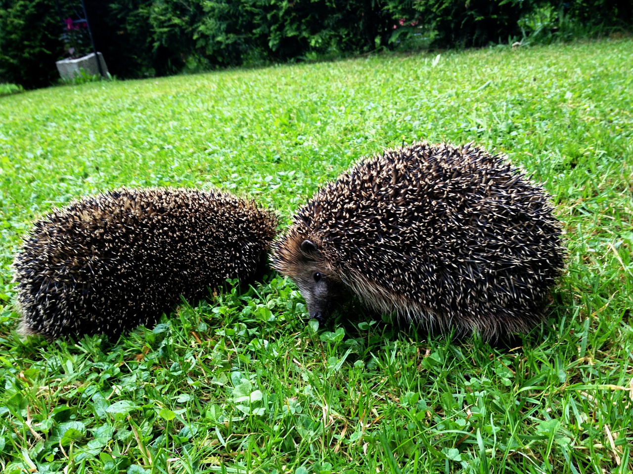 hedgehogs animals outside free photo