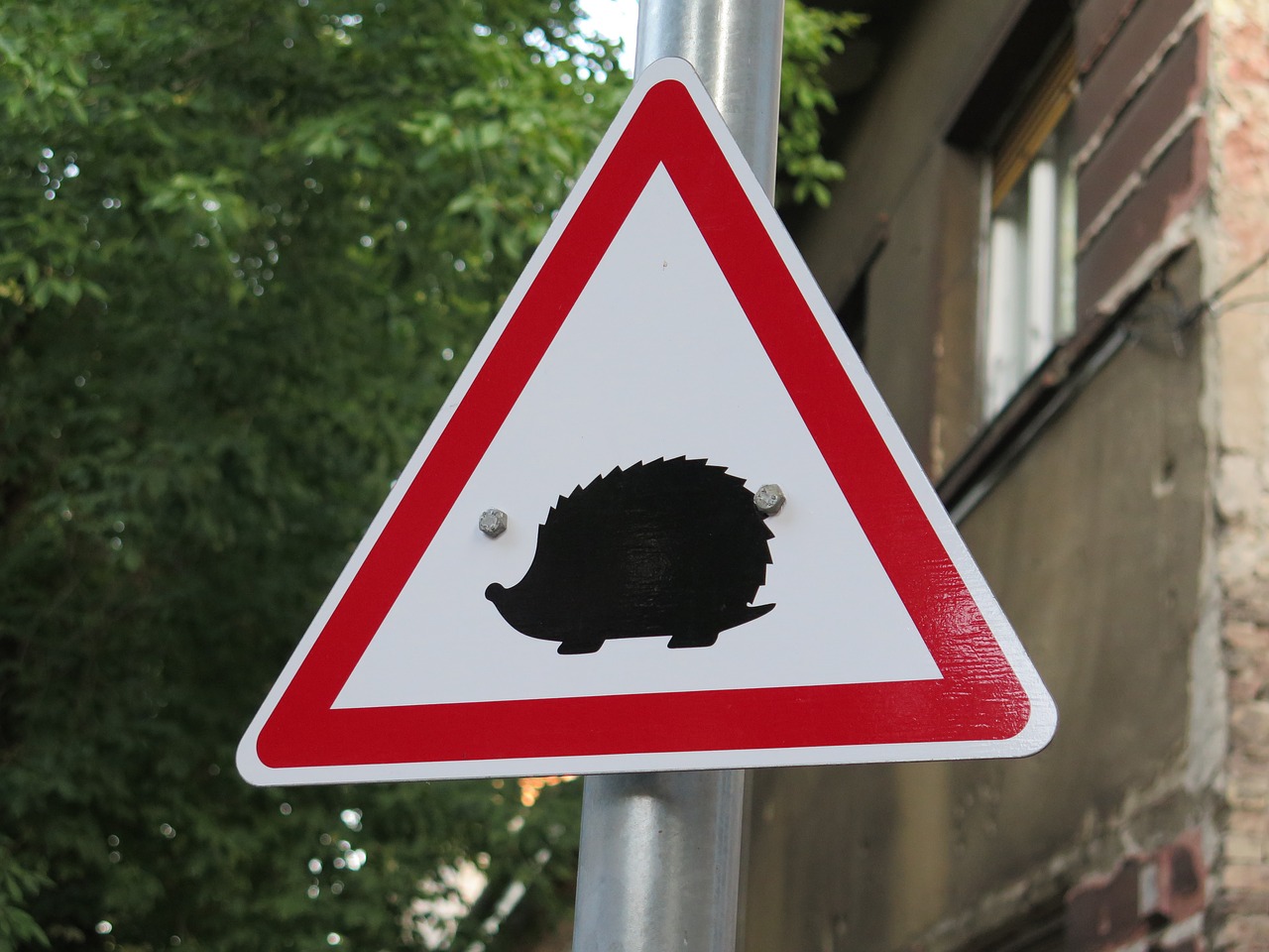 hedgehogs  hazard  rules of the road free photo
