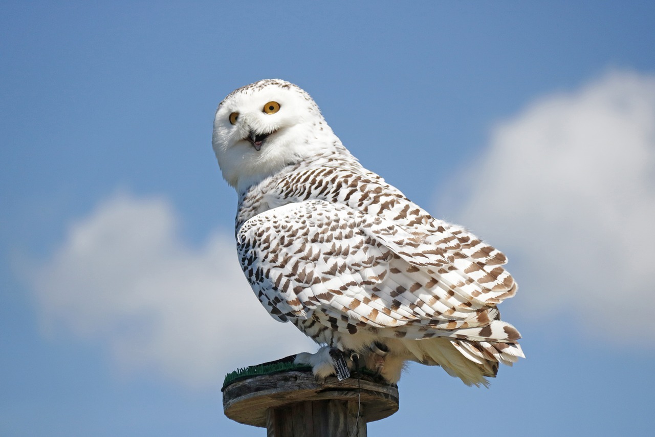 hedwig harry potter white free photo