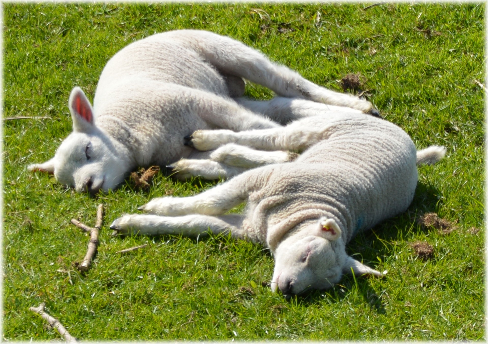 sheep lambs spring free photo
