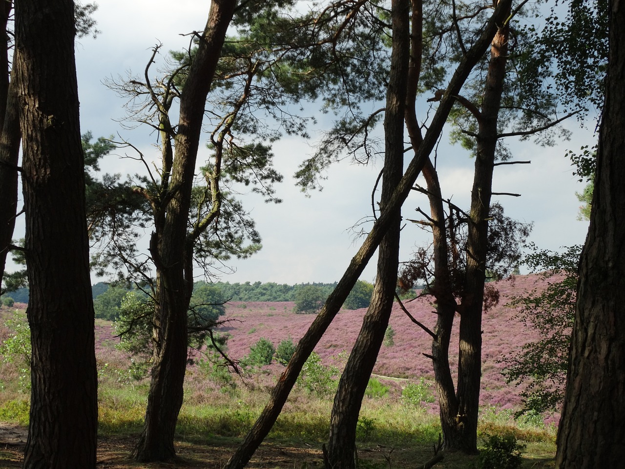 hei flowering heather purple free photo