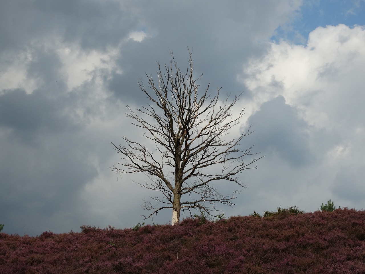 hei lonely tree nature free photo