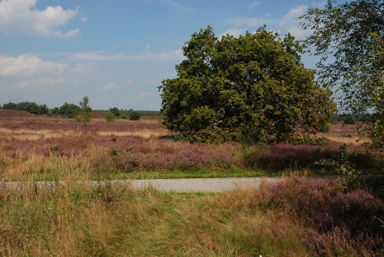 heide bloom veluwe free photo