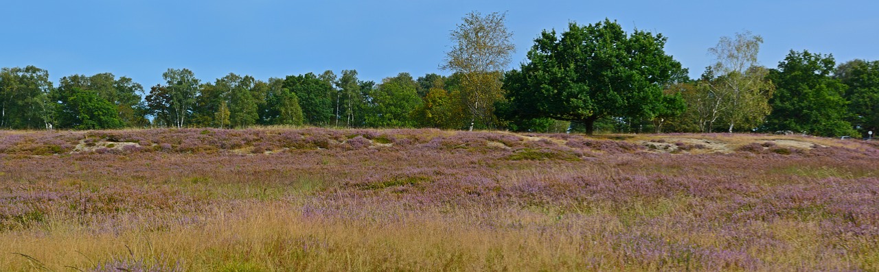 heide nature heather free photo