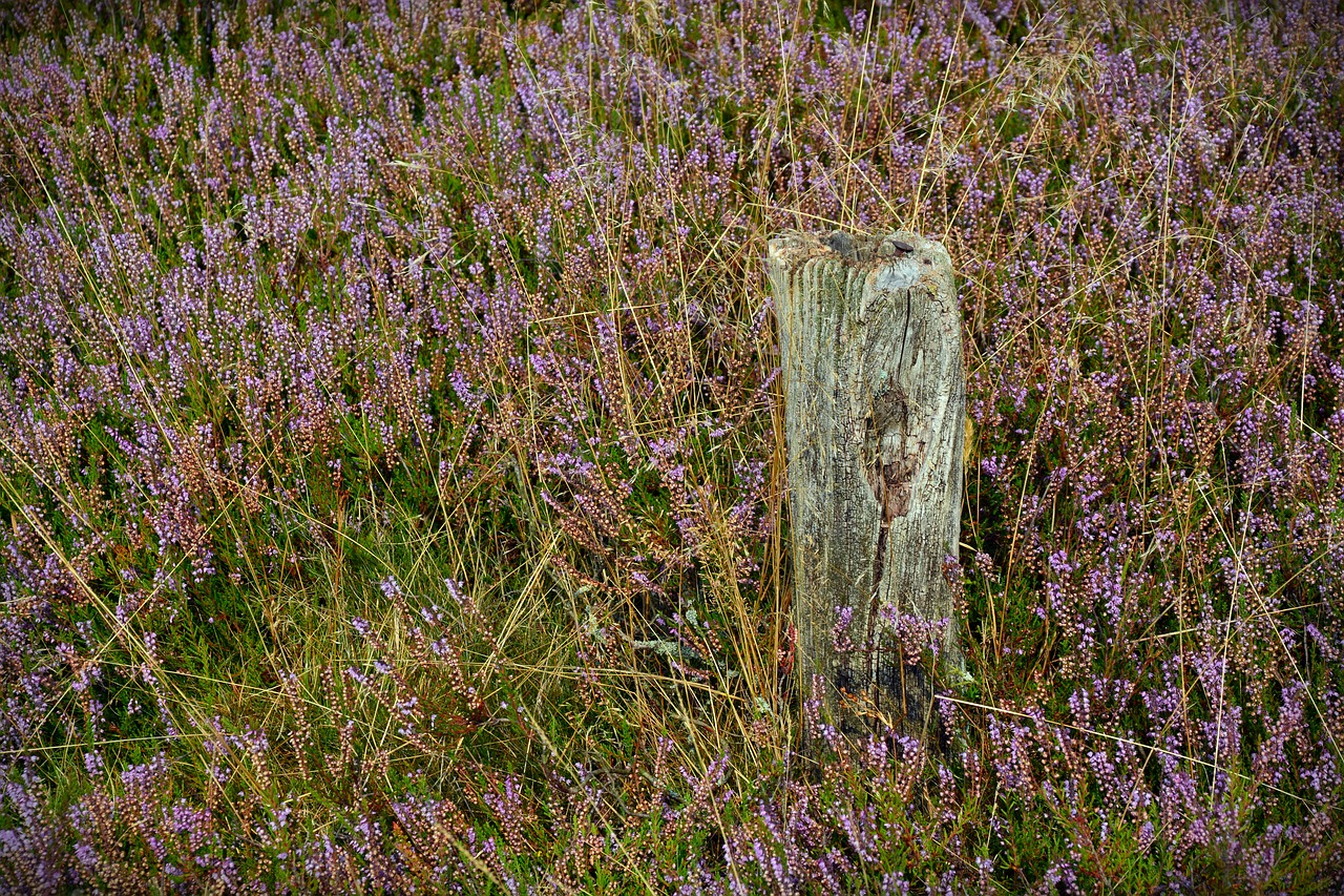 heide pile nature free photo