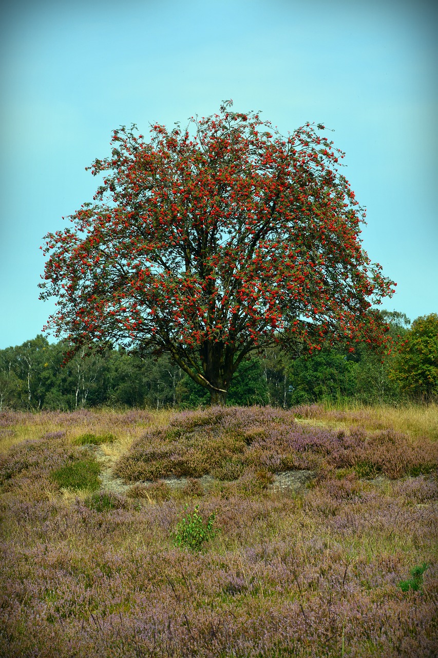 heide nature heather free photo