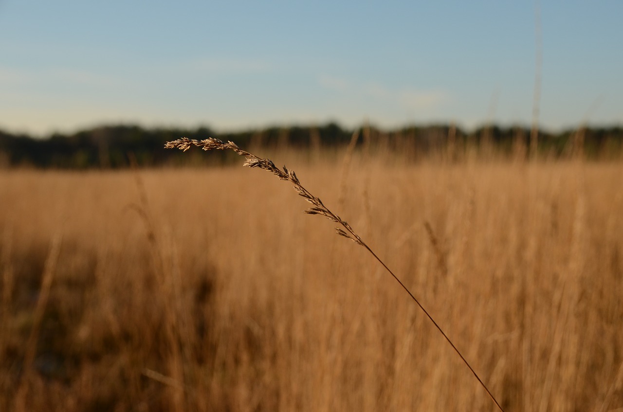 heide winter branch free photo