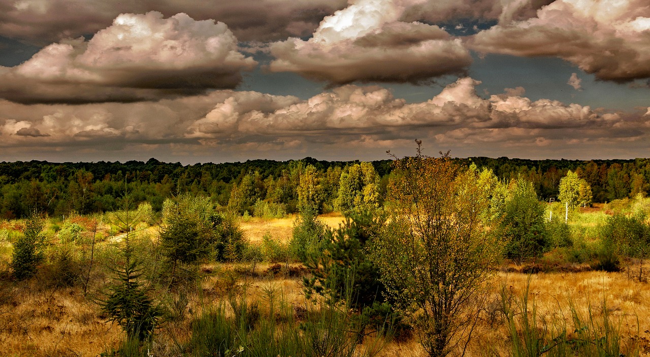 heide landscape nature free photo