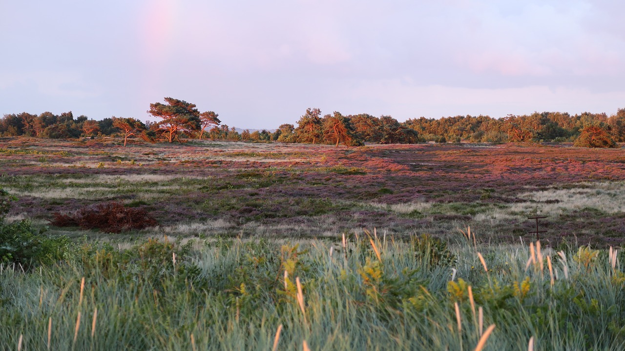 heide bloom heather free photo