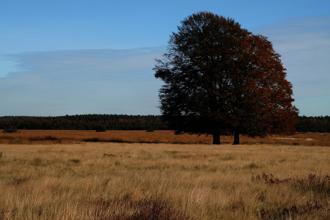 heide tree hiking free photo